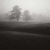 Fog Tree Study II Poster Print by Jamie Cook - Item # VARPDXCJP605