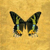 Butterfly on Gold Poster Print by Joanna Charlotte - Item # VARPDXCJP501