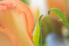 Yellow Roses I Poster Print by Kathy Mahan - Item # VARPDXPSMHN201