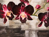 Velvet Orchids Poster Print by Shin Mills - Item # VARPDX3MI1889