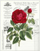 Heirloom Roses B Poster Print by Sarah E Chilton - Item # VARPDXCC2914B