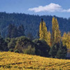 Autumn Gold II Poster Print by Rita Crane - Item # VARPDXPSCRN166