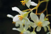 White Orchids II Poster Print by Brian Moore - Item # VARPDXPSMRE121