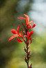 Red Bloom Poster Print by Erin Berzel - Item # VARPDXPSBZL843
