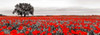 Tree in a poppy field Poster Print by Anonymous - Item # VARPDX4AP3318