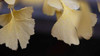 Autumn Gingko IV Poster Print by Rita Crane - Item # VARPDXPSCRN299