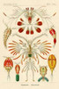 Haeckel Nature Illustrations: Crustaceans Poster Print by  Ernst Haeckel - Item # VARPDX449714