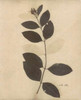 Pressed Botanical I Poster Print by Kimberly Poloson - Item # VARPDXPOL308