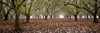 Hazel Tree Grove Pano I Poster Print by Erin Berzel - Item # VARPDXPSBZL902