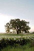 Oak Tree - 84 Poster Print by Alan Blaustein - Item # VARPDXABSFH175
