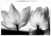 Translucent Tulips V Poster Print by Debra Van Swearingen - Item # VARPDX17825