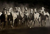 Dream Horses Poster Print by Lisa Dearing - Item # VARPDXD913D