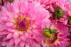 Spring Garden II Poster Print by Maureen Love - Item # VARPDXPSLOV145 Spring Garden II Poster Print by Maureen Love - Item # VARPDXPSLOV145