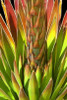 Colorful Agave I Poster Print by Douglas Taylor - Item # VARPDXPSTLR120