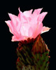 Beaver Tail Cactus Flower Poster Print by Douglas Taylor - Item # VARPDXPSTLR477
