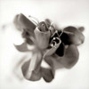 Florison - 37 Poster Print by Alan Blaustein