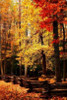 Split Rail Fence II Poster Print by Alan Hausenflock - Item # VARPDXPSHSF968