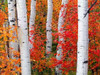 Aspens and Maples Poster Print by Elizabeth Carmel - Item # VARPDXC1038D