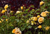 Garden Glimpse VI Poster Print by Rita Crane - Item # VARPDXPSCRN203