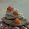 Sea shells on pebbles Poster Print by  Assaf Frank - Item # VARPDXAF20121225013