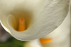 Calla Lilies II Poster Print by Rita Crane - Item # VARPDXPSCRN345