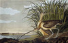 Male and Female Long Billed Curlew Poster Print by  John James Audubon - Item # VARPDX264574