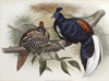 Vieillots Fireback Poster Print by  John Glover - Item # VARPDX277795