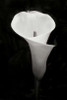 Calla Lily Perfection IV Poster Print by Vitaly Geyman - Item # VARPDXPSVIT518