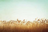 Swaying Poster Print by Carolyn Cochrane - Item # VARPDXC850D