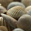 Shells 2 Poster Print by  PhotoINC Studio - Item # VARPDXP941D