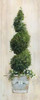 Spiral Topiary Poster Print by  Sally Swatland - Item # VARPDX17574