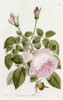 Illustration From The Botanical Register Poster Print by  John Lindley - Item # VARPDX266777