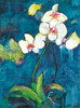 Phalaenopsis II Poster Print by Connie Tunick - Item # VARPDXTCP147