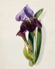 A Flag Iris Poster Print by  Thomas Holland - Item # VARPDX268111