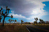 Joshua Tree National Park IV Poster Print by Erin Berzel - Item # VARPDXPSBZL346