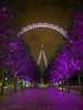 London Eye at night Poster Print by  Assaf Frank - Item # VARPDXAF20090906010C13
