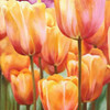 Spring Tulips II Poster Print by Luca Villa - Item # VARPDX1LC509