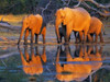 African elephants, Okavango, Botswana Poster Print by  Frank Krahmer - Item # VARPDX3FK3119