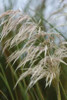 Native Grass I Poster Print by Erin Berzel - Item # VARPDXPSBZL294
