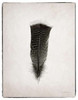 Feather III BW Poster Print by Debra Van Swearingen - Item # VARPDX22287