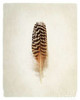 Feather I Poster Print by  Debra Van Swearingen - Item # VARPDX22281