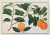Macao Oranges Poster Print by  19th C Anonymous