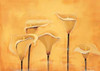 Calla on yellow Poster Print by Florenti - Item # VARPDXMLV341