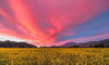 Spring Sunset Napa Valley Poster Print by  Elizabeth Carmel - Item # VARPDXC1118D