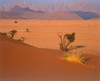 Grasses, Trees, Sand Dunes Sahara Poster Print by  Cyril Blue - Item # VARPDXCET25