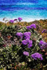 La Jolla Beach I Poster Print by Alan Hausenflock - Item # VARPDXPSHSF1524