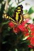 http://c328301.r1.cf1.rackcdn.com/PDXPSHSF1241SMALL.jpg