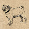 Pug Poster Print by Sabine Berg - Item # VARPDX18206