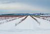 Berries Under Snow I Poster Print by Dana Styber - Item # VARPDXPSSTY136