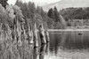 Baker Lake Pilings Poster Print by Dana Styber - Item # VARPDXPSSTY251